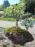 Bonsaiskulptur auf Lavastein