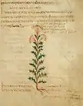 Pseudo-Apuleius Leiden 6. Jh. Herba artemisia monoclonos