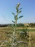Der Pontisch-Wermut (Artemisia pontica) wächst gerne über Löss und ist in Österreich gefährdet.