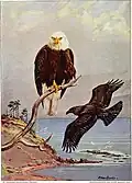 Weißkopfseeadler aus dem National Geographic Magazine