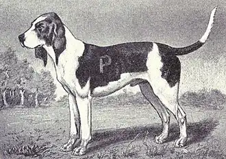 Chien d’Artois