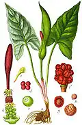 Illustration von Jacob Sturm