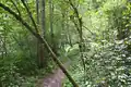 Grauerlen-Auwald
