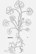 ........ Haselwurtz ........ Leonhart Fuchs. Kräuterb. Basel 1543.
