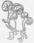 …….. Haselwortz …….. Gart der Gesundheit. Mainz 1485.