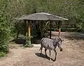 Zebragehege