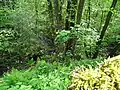 Mündung der Aschholter Becke in die Wallmecke