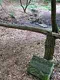 Asenquelle im Stadtwald von Bad Salzuflen