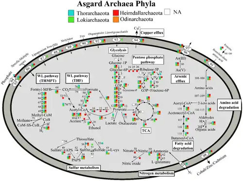 Stoffwechselwege der Asgard-Archaeen für einige der Phyla[34]