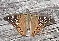 Asterocampa celtis