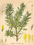 Abbildung von Astragalus adscendens in Köhler’s Medizinal-Pflanzen 1887[55]
