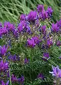 Esparsetten-Tragant (Astragalus onobrychis)