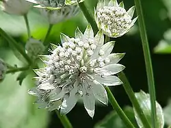 Sterndolde mit auffälligem Involucrum