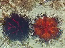 Rote Form und schwarze Form in Kenia.