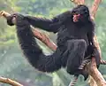 Rotgesichtklammeraffe (Ateles paniscus)