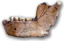 Unterkiefer von Ternifine, zunächst bezeichnet als Atlanthropus mauritanicus