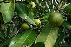 Gelbe Mangostane