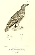 Rotbauch-Höhenläufer illustriert von Jean-Gabriel Prêtre