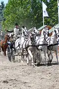 5 Shagya-Araber in einer traditionellen ungarischen 5-Spännigen Anspannung vor der Kutsche
