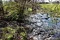 Der Zufluss des Rosbach (links) in die Kleine Nister