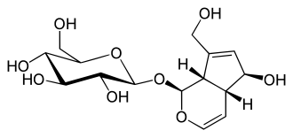 Struktur von Aucubin