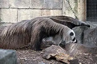 Großer Ameisenbär