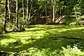 Kleinerer Teich, bedeckt mit Wasserlinsen (2020)