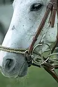 Aufziehtrense Ringform