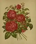'Auguste Rigotard', 1871