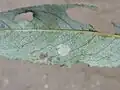 Mine, möglicherweise von Aulagromyza tridentata