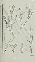 Aulonemia quecko illustriert von Alfred Riocreux (1820–1912)