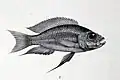 Aulonocranus dewindti