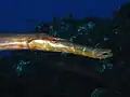 Ostatlantischer Trompetenfisch