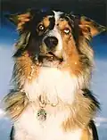 Blue-merle white/copper