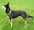 Hütehund black and tan (Genotyp at at oder at a)
