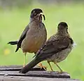 Altvogel füttert Jungvogel