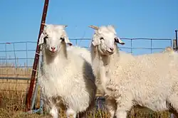 Australian Cashmere[14]