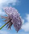 Die Hügelie