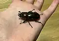 Weibchen