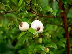 Austromyrtus dulcis, Austromyrtus tenuifolia
