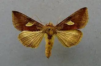 Autographa bractea