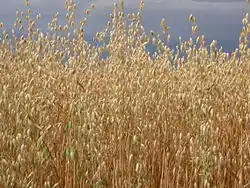 Feld