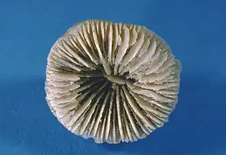 Axosmilia, Sl. Benz