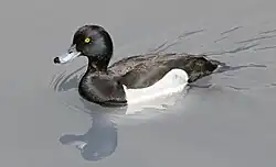Reiherente