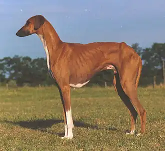 Azawakh, Tuareg-Windhund (orientaler Typ)