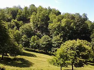 Wald in Balakan
