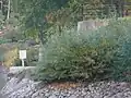 Bärnsdorfer Teichständer