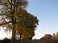 Winterlindenreihe bei Börslingen