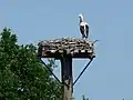 Storchennest