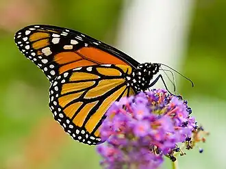 Flügelunterseite von Danaus plexippus, schwarze Bogenlinie auf dem Hinterflügel fehlt